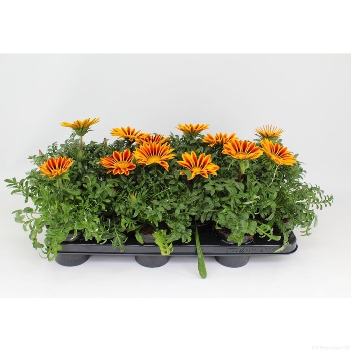 <h4>Gazania New Day Red Stripe</h4>