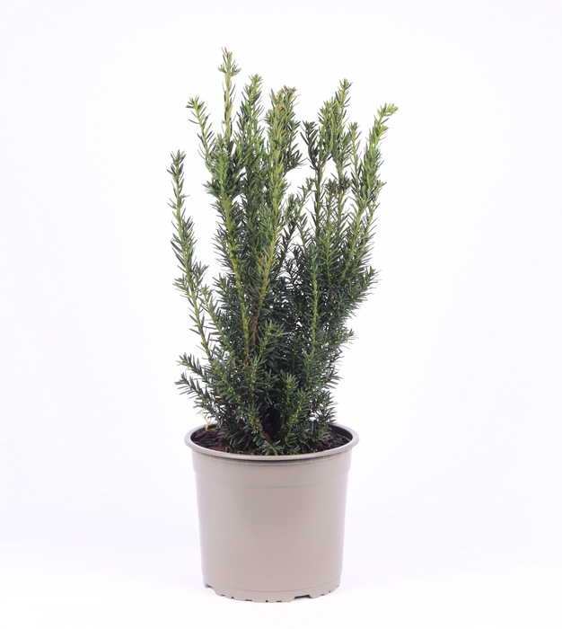 <h4>Taxus media 'Hillii'</h4>
