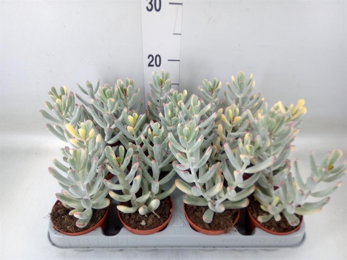 <h4>Succulents   ...</h4>