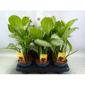 Aglaonema  'Maria Christina'