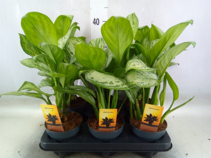 <h4>Aglaonema  'Maria Christina'</h4>