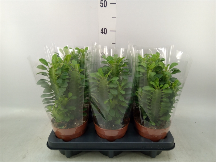 <h4>Euphorbia trigona</h4>