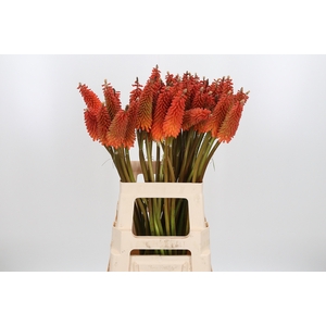 Kniphofia Alcazar