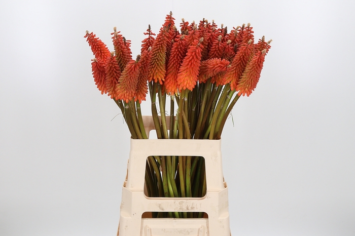 <h4>Kniphofia Alcazar</h4>