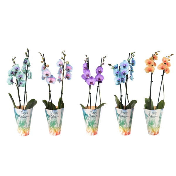 <h4>Enjoy Potcover Phal I Am Special Mix 2T14+</h4>