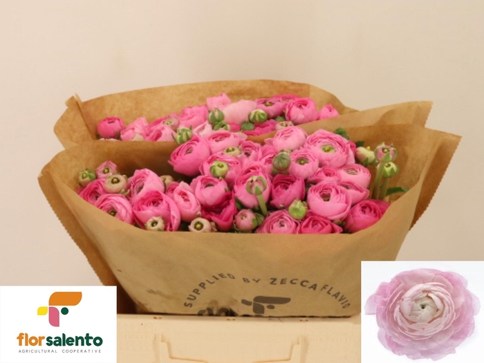 <h4>RAN EL PINK</h4>