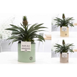 Ananas Rosita in P&PURE zinc Louise 4 mix