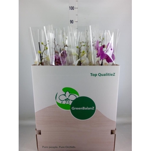 Phalaenopsis   ...mix