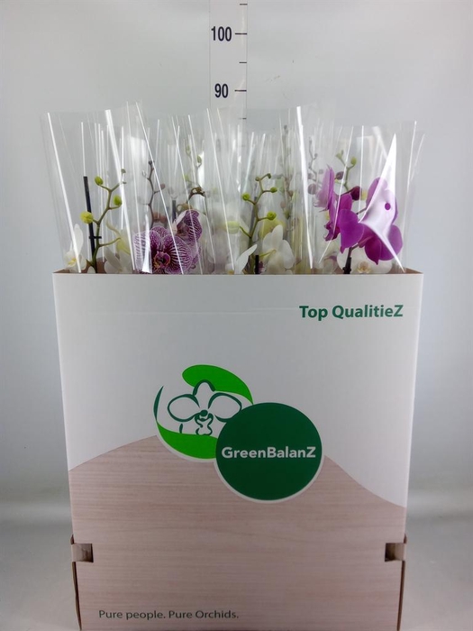 <h4>Phalaenopsis   ...mix</h4>