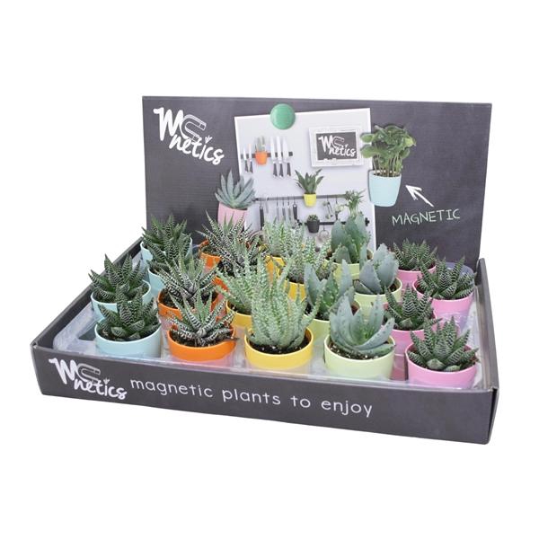 <h4>Aloe gemengd</h4>