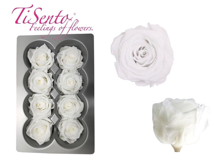 <h4>ARR ROSA POT H%</h4>