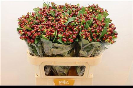 <h4>Hyp Mag Cherry</h4>