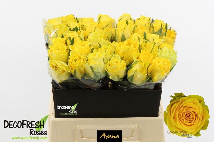 <h4>R GR GOLDEN SMILE</h4>