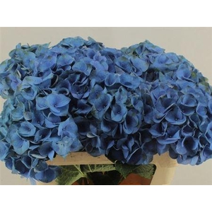 Hydr M Roy Crown Bl