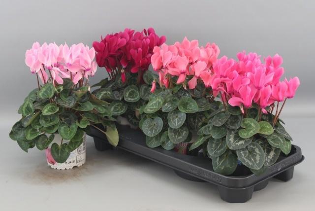 <h4>CYCL GR SUP XL</h4>