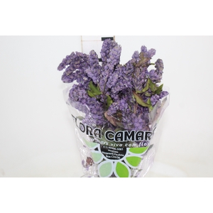 CAMARAO LILAS 050 CM