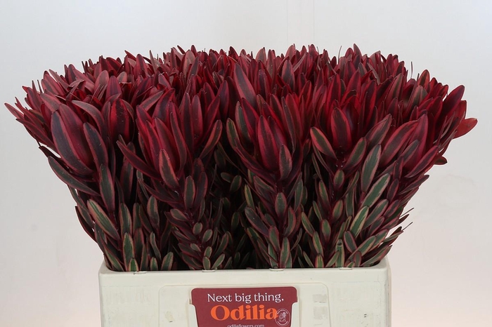 <h4>Leucadendron Jester</h4>