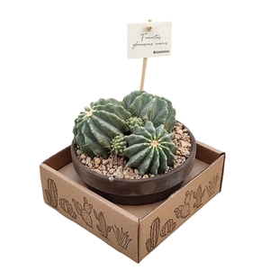 FEROCACTUS GLAUCESCENS INERMIS - TERRACOTTA BOWL Ø 15 - IN CARDBOARD BOX (CACTUS)