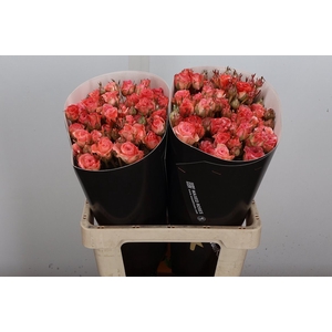 Wax-Rozen Wax Tros Versilia