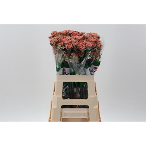 Di St Tinted Tropicana