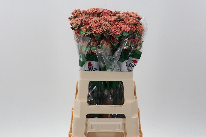 <h4>Di St Tinted Tropicana</h4>