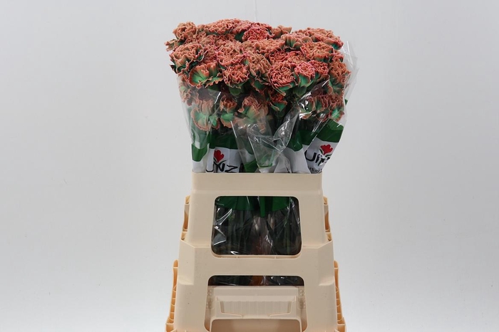 <h4>Di St Tinted Tropicana</h4>