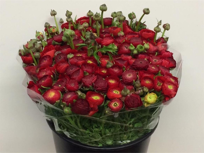 <h4>Ran El Sr Red Extra</h4>