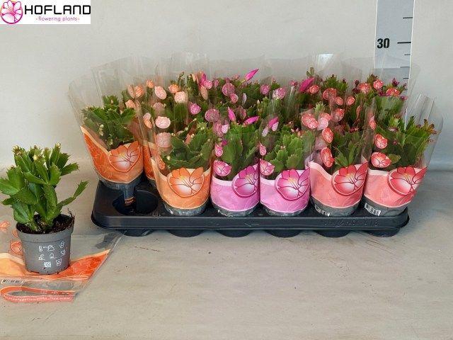 Schlumb Gem 3 Kl cpot