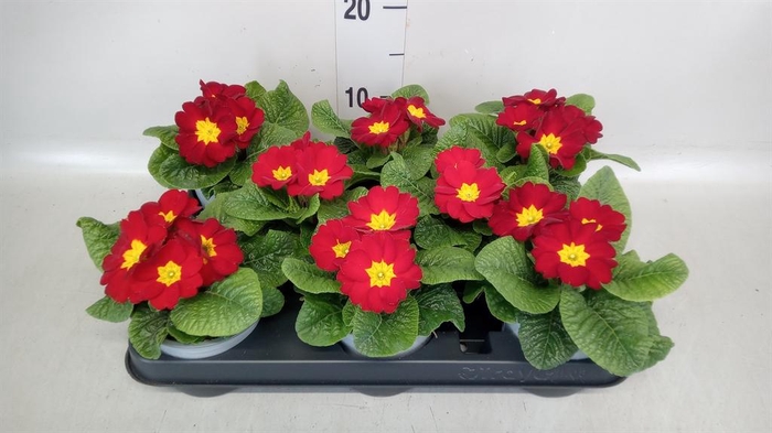 <h4>Primula ac.   ...</h4>