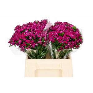 Dianthus Br Amazon Neon Cherry