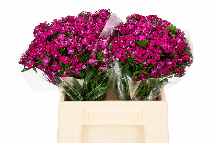 <h4>Dianthus Br Amazon Neon Cherry</h4>