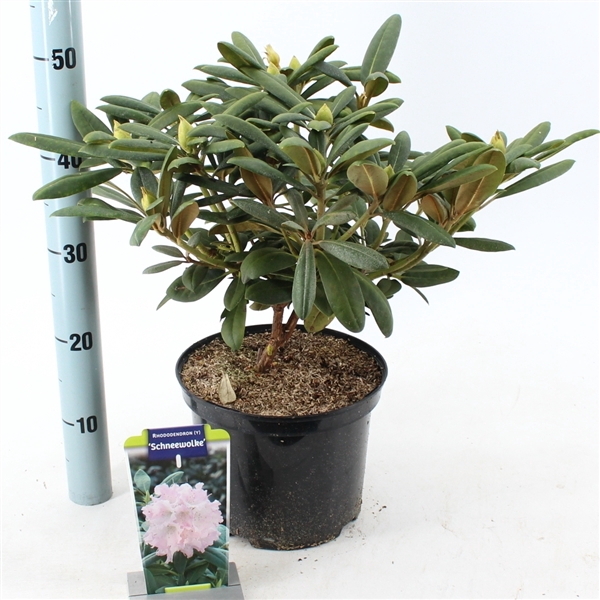 <h4>Rhododendron (Y) 'Schneewolke'</h4>