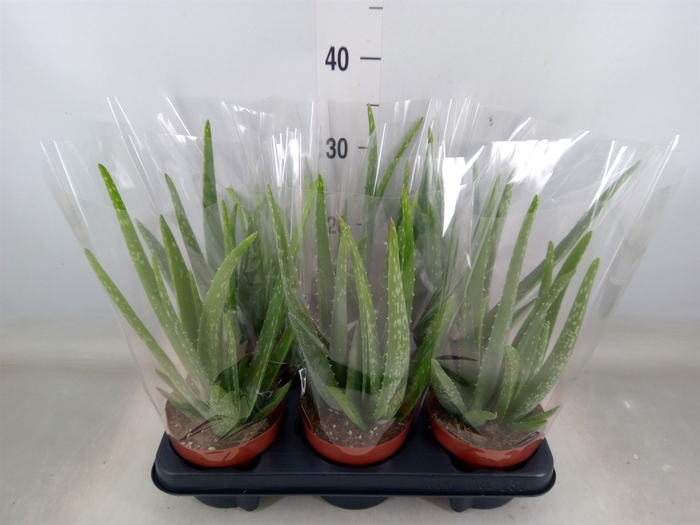 <h4>Aloe vera</h4>