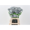 Di St Tinted Hortensia
