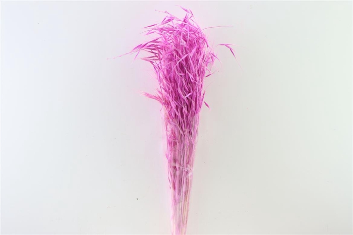 <h4>Dried Avena Salv Lilac Bunch</h4>