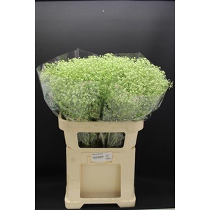 Gyps Grof Mint Groen