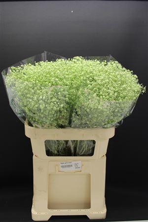 <h4>Gyps Grof Mint Groen</h4>