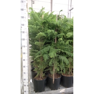 Araucaria heterophylla