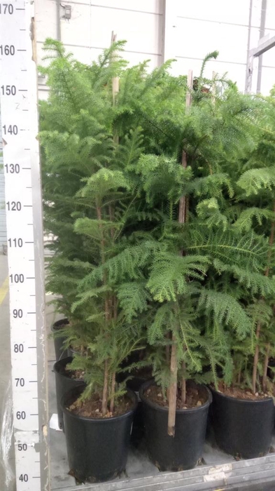 <h4>Araucaria heterophylla</h4>