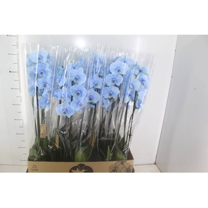 PHALAENOPSIS P12 TINGIDA AZUL 2 HT