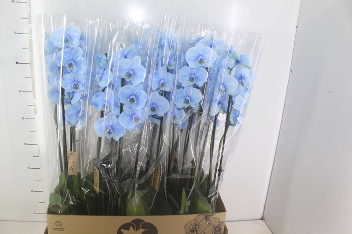 <h4>PHALAENOPSIS P12 TINGIDA AZUL 2 HT</h4>