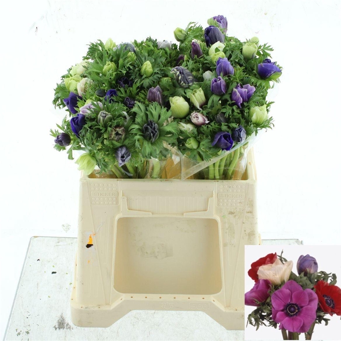 <h4>ANEM GEM BS</h4>