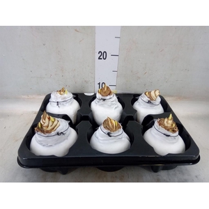 Hippeastrum   ...waxed