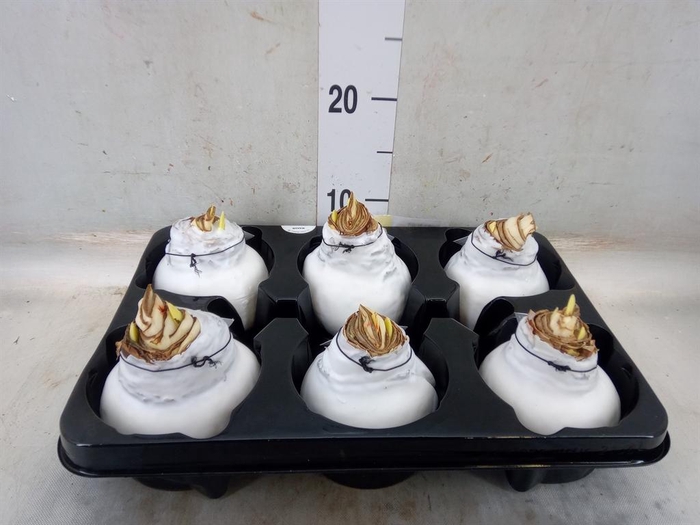 <h4>Hippeastrum   ...waxed</h4>