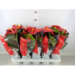 Anthurium andr. 'Royal Champion'