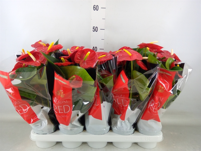 <h4>Anthurium andr. 'Royal Champion'</h4>