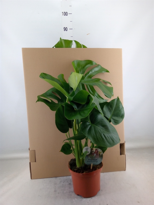 <h4>Monstera delic.</h4>