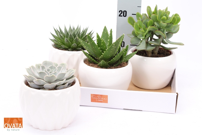 <h4>SUCC GEM 4 SRT</h4>