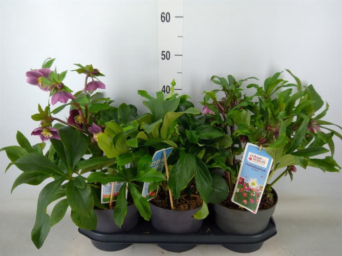 <h4>Helleborus ori.</h4>