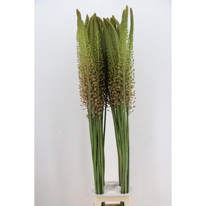 EREMURUS MACARENA